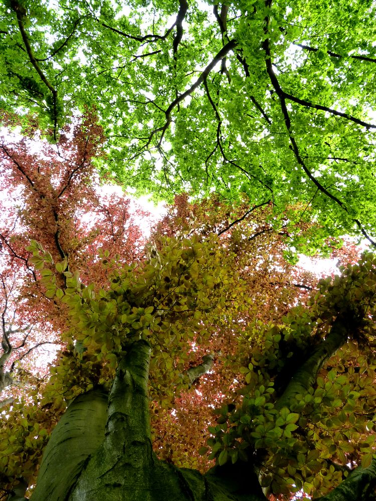 Farbenrausch der Natur