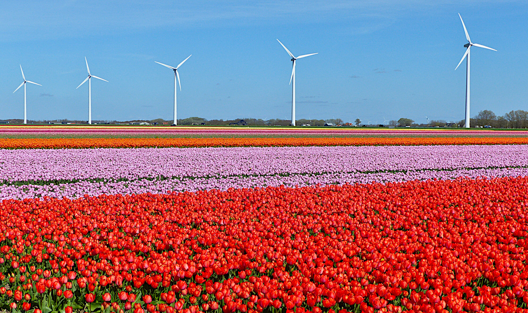 Farbenrausch der Tulpenfelder