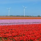 Farbenrausch der Tulpenfelder