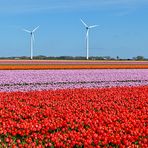 Farbenrausch der Tulpenfelder