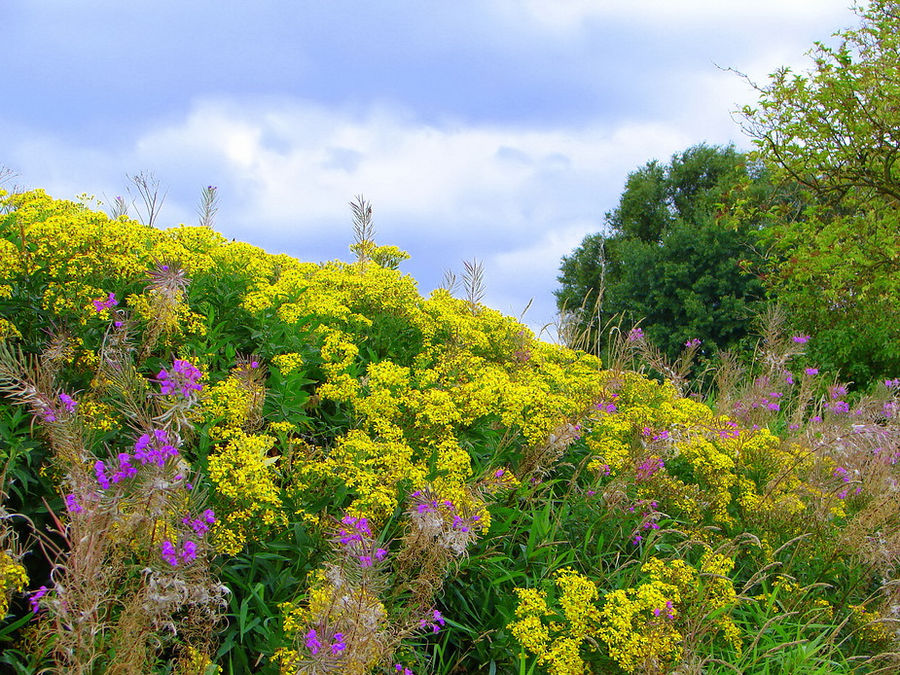 Farbenrausch der Wildblumen von Hannelore H.