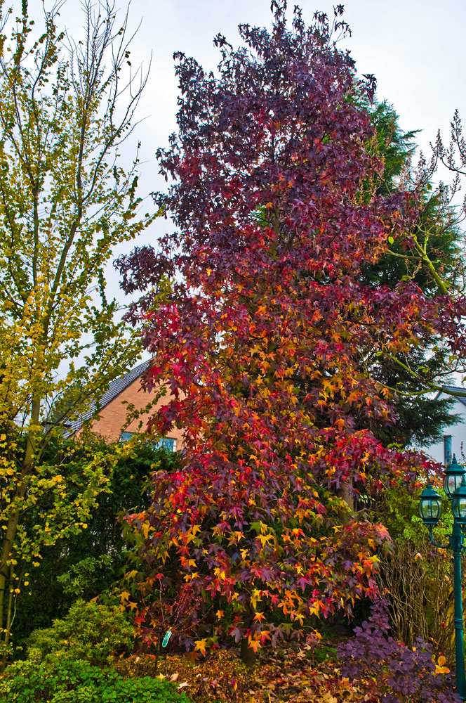 Farbenrausch des Amberbaumes im Herbst