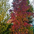 Farbenrausch des Amberbaumes im Herbst