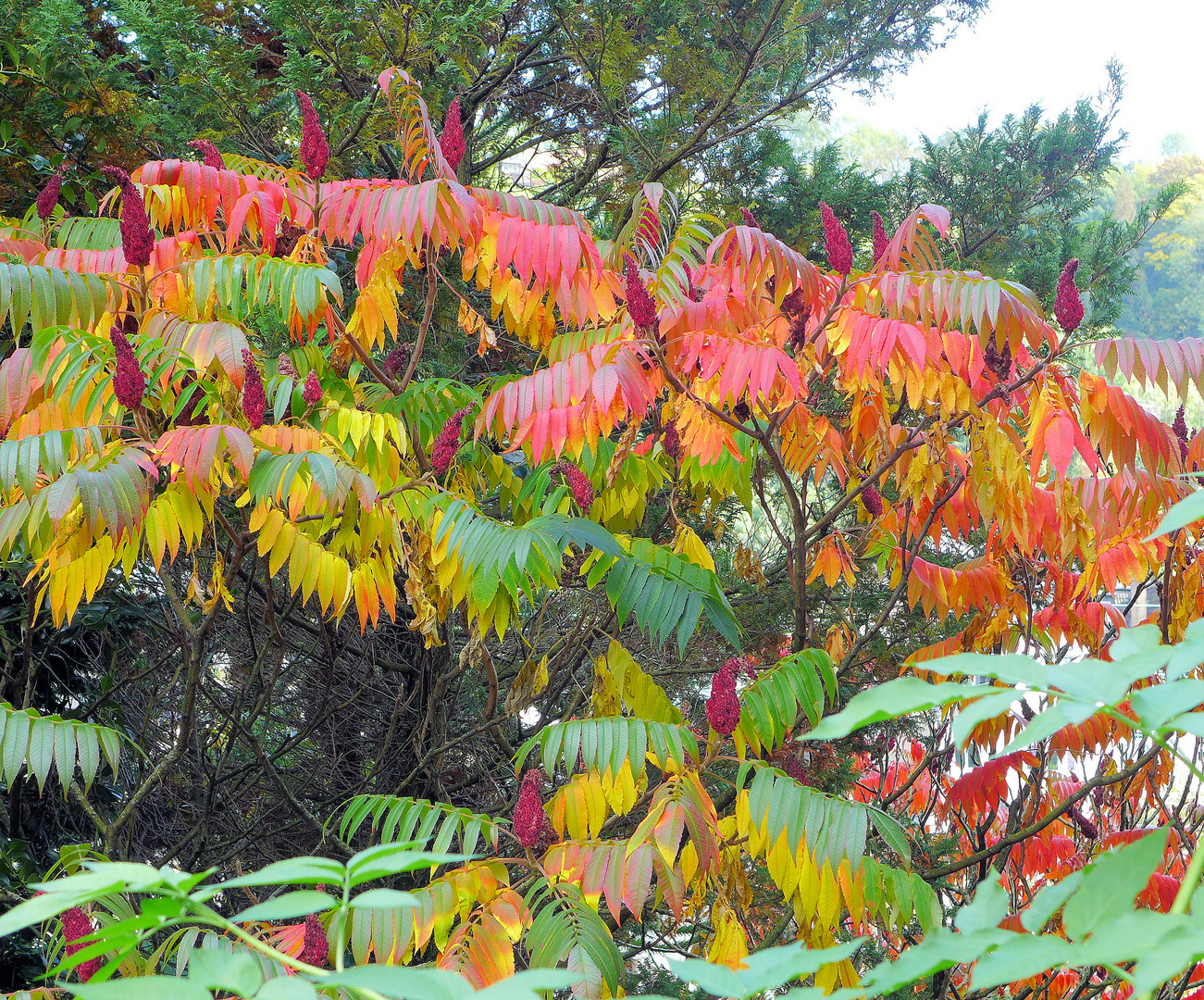 Farbenrausch im Essigbaum