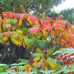 Farbenrausch im Essigbaum