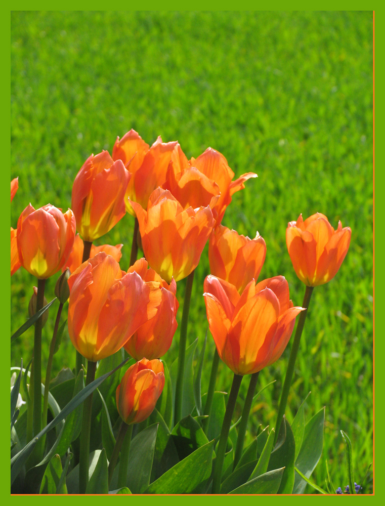 Farbenrausch im Frühling