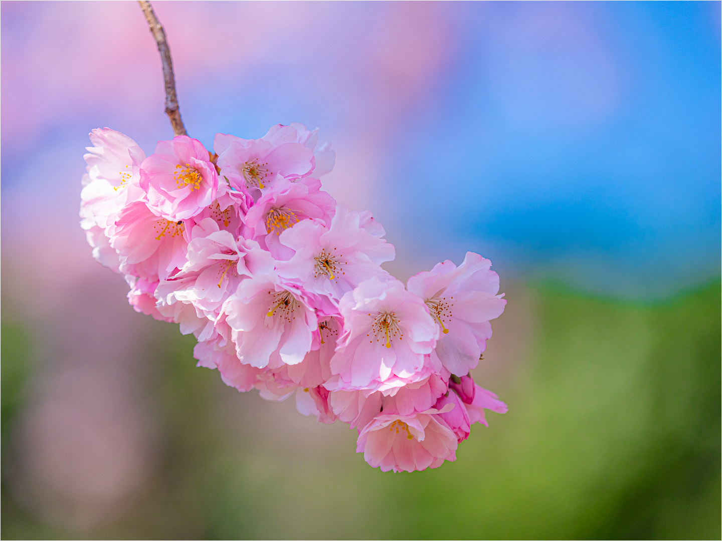 Farbenrausch im Frühling