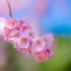 Farbenrausch im Frühling