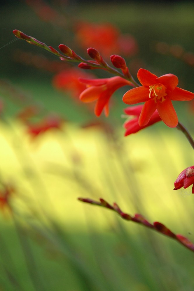 farbenrausch im garten