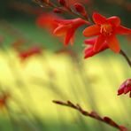 farbenrausch im garten