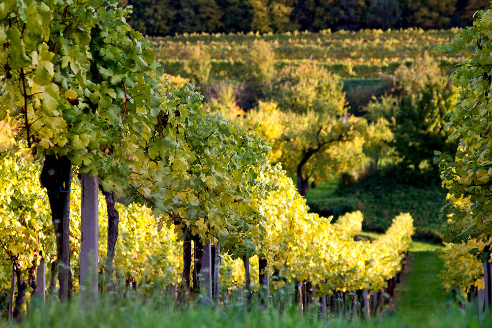 Farbenrausch in der Wachau