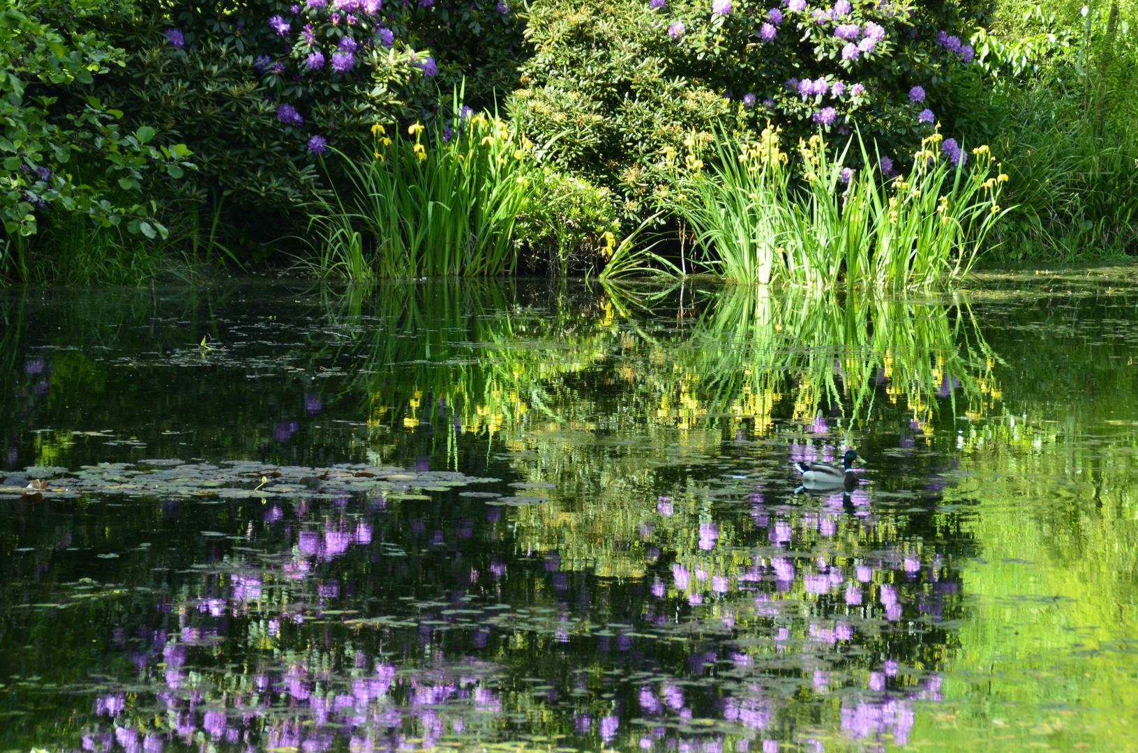 Farbenrausch mit Ente