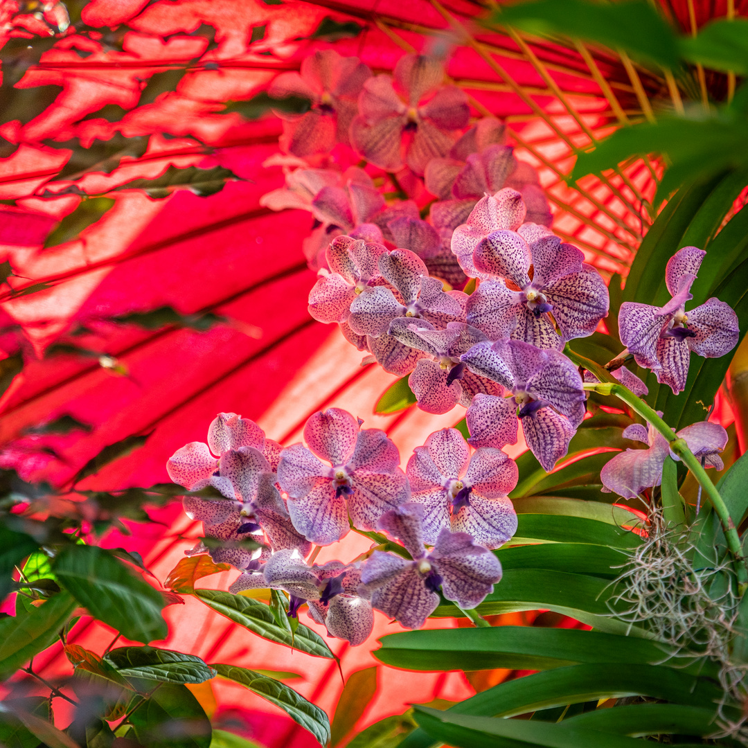 Farbenrausch Südostasiens I - Berggarten Hannover