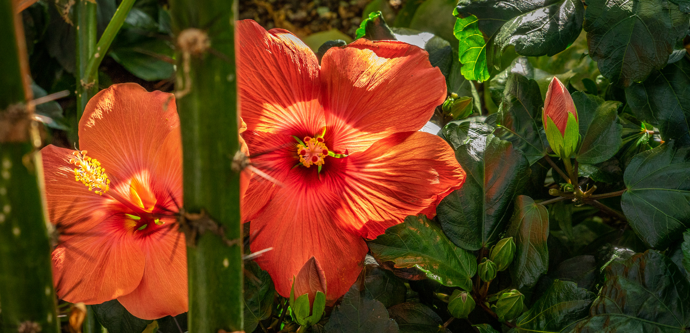 Farbenrausch Südostasiens IX - Berggarten Hannover