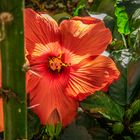 Farbenrausch Südostasiens IX - Berggarten Hannover