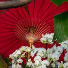 Farbenrausch Südostasiens VIII - Berggarten Hannover