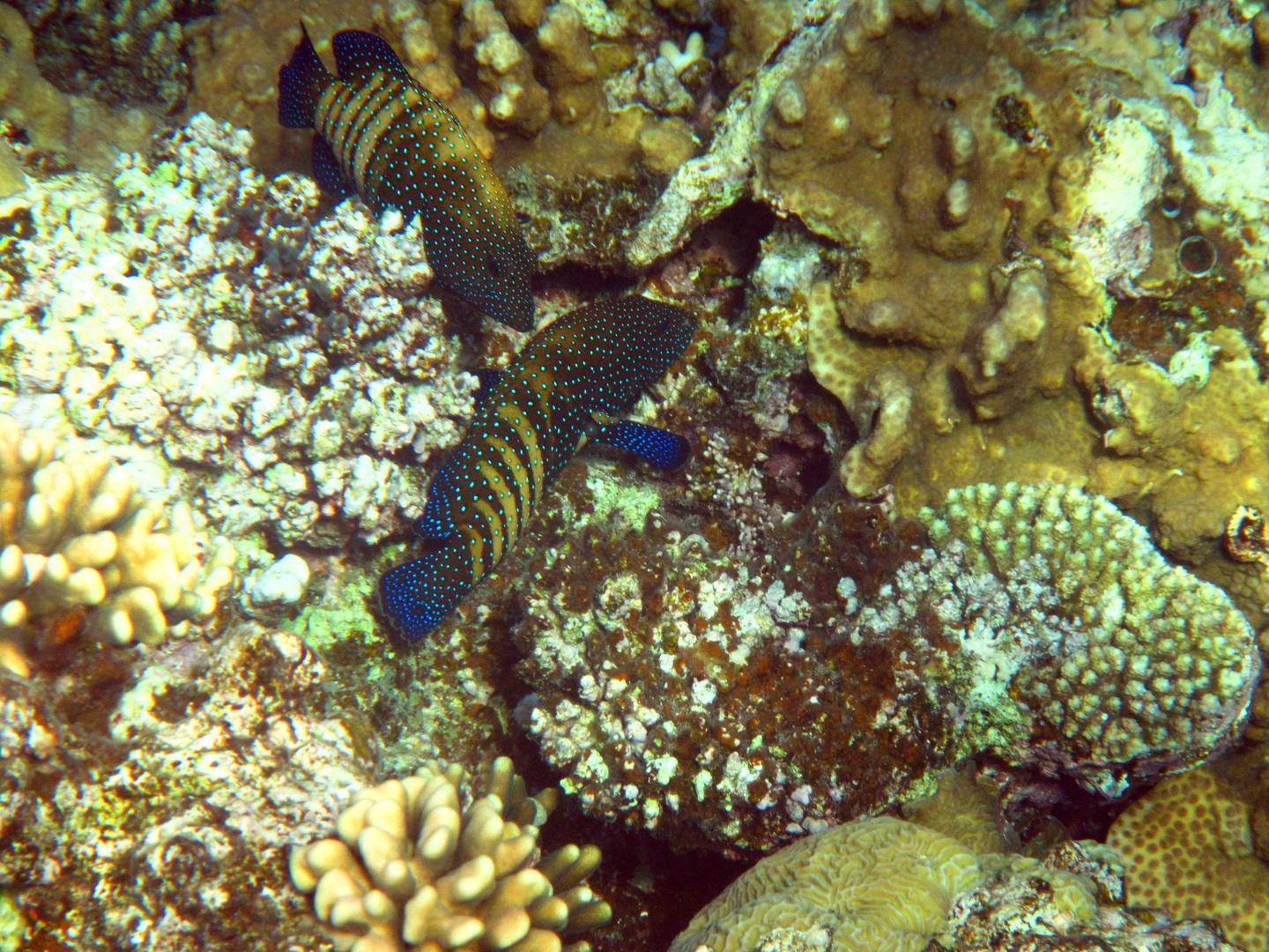 Farbenreichtum im Roten Meer