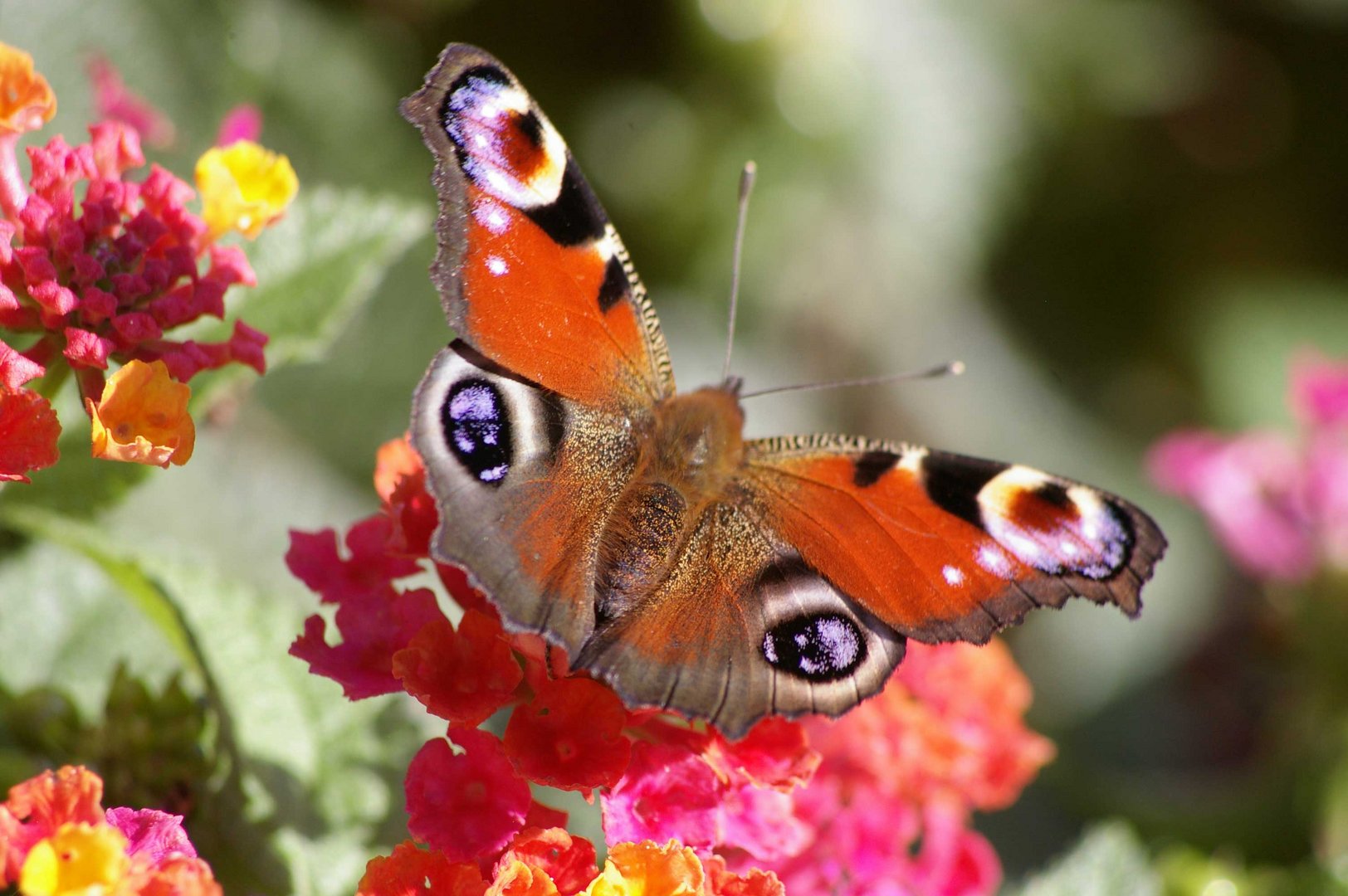 Farbenschmetterling