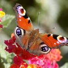 Farbenschmetterling