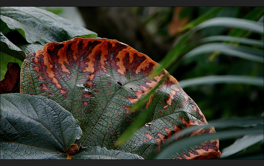 farbenspiel am blatt