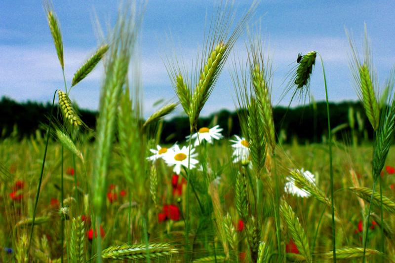 Farbenspiel am Feldrand