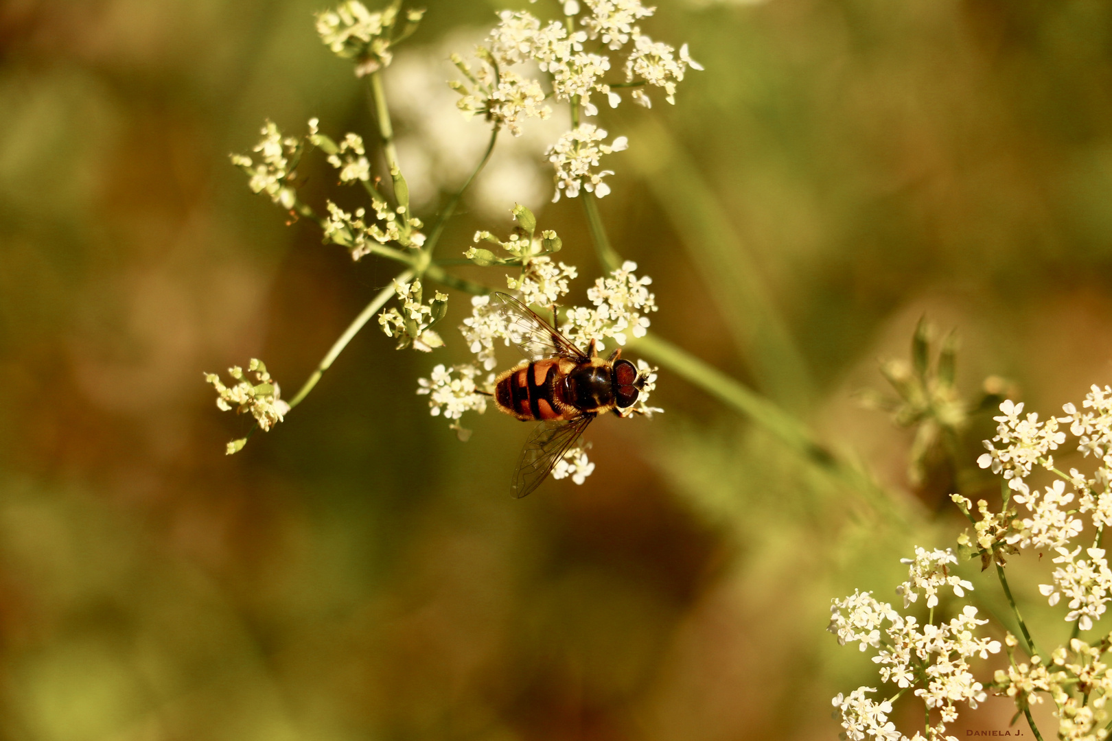 Farbenspiel Biene