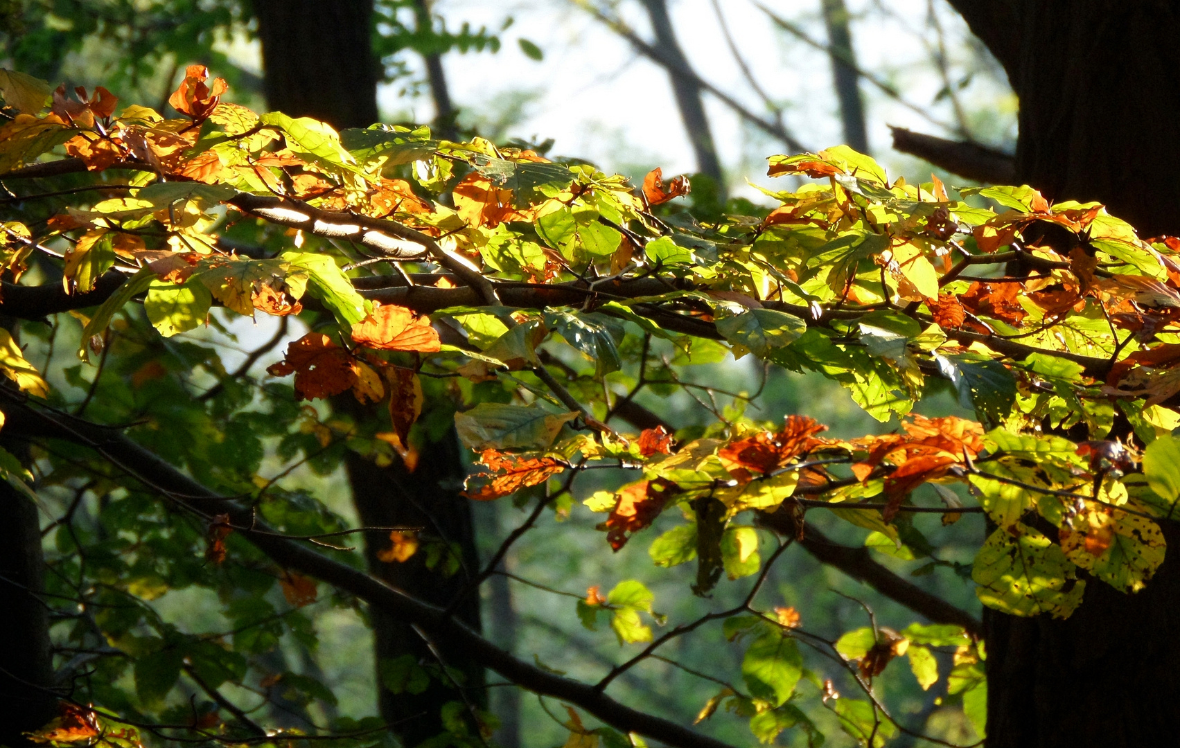 Farbenspiel der Bältter, im Herbst 2014