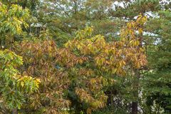 Farbenspiel der Bläter