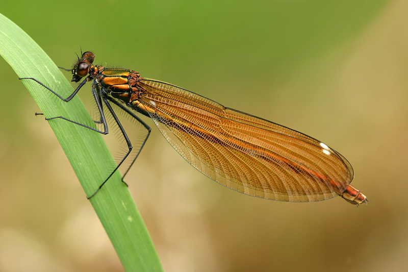 Farbenspiel der Natur