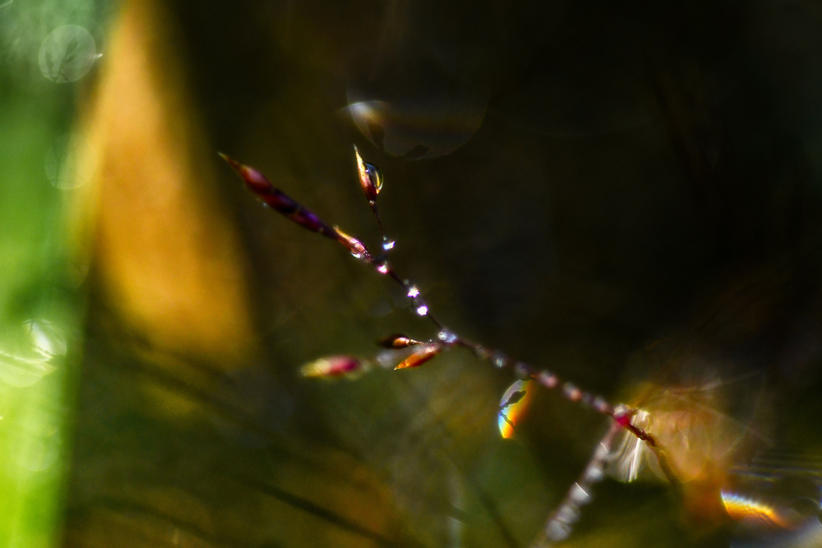 Farbenspiel der Natur