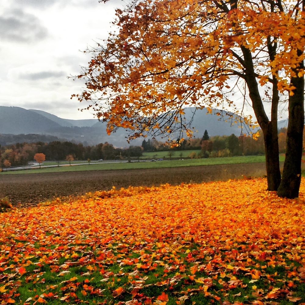 Farbenspiel der Natur