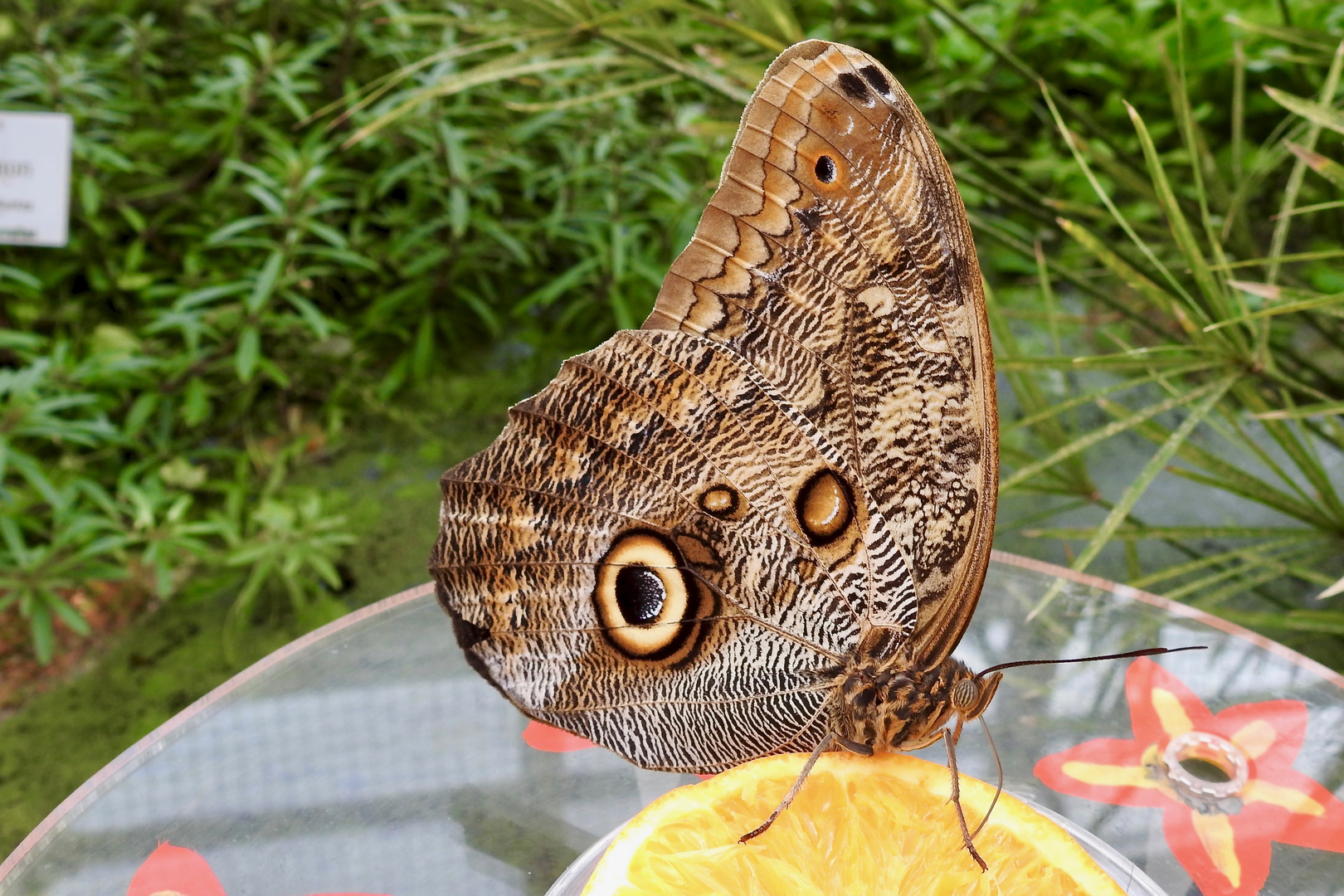 Farbenspiel der Natur