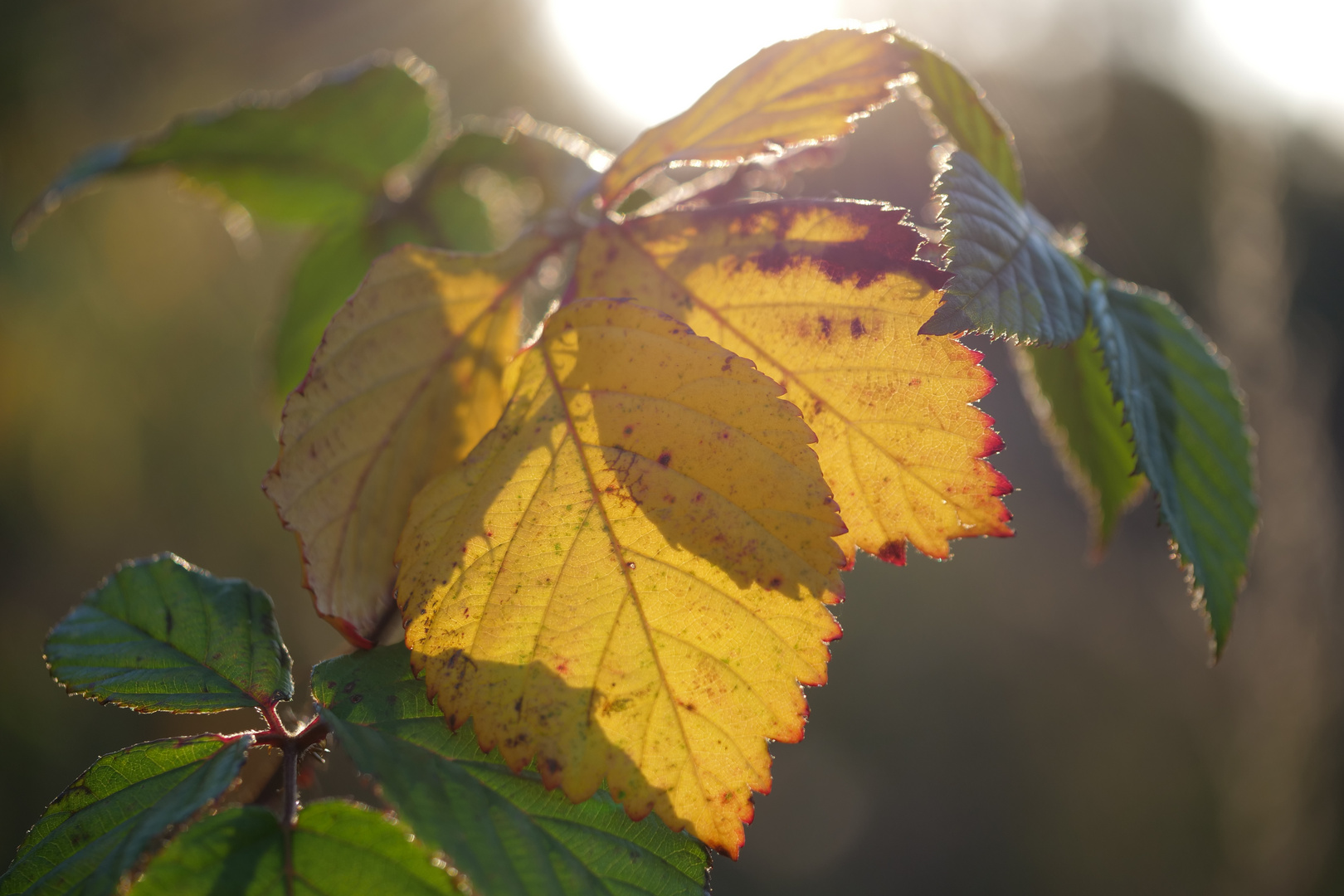 Farbenspiel der Natur