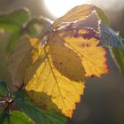 Farbenspiel der Natur