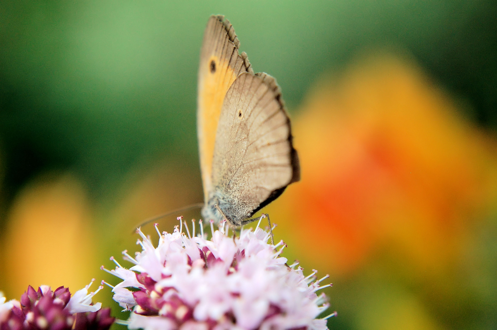 Farbenspiel der Natur