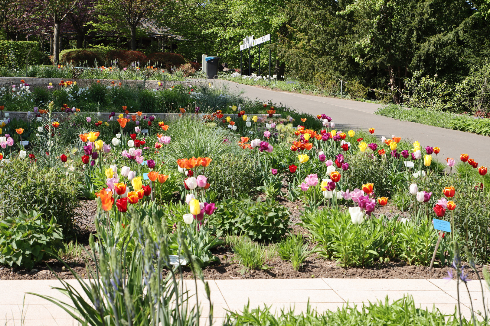 Farbenspiel der Tulpen