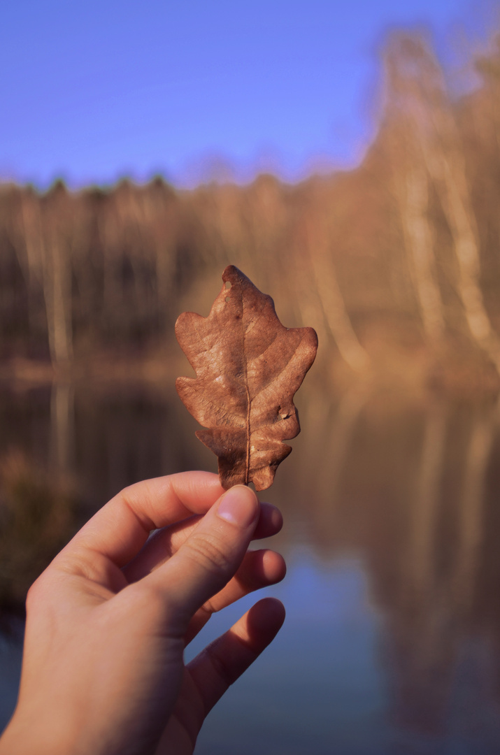 Farbenspiel des Herbst