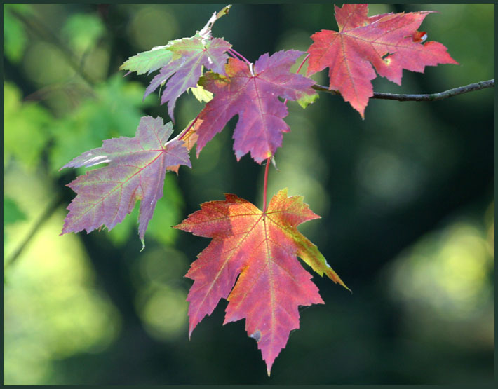 Farbenspiel des Herbstes