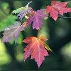 Farbenspiel des Herbstes