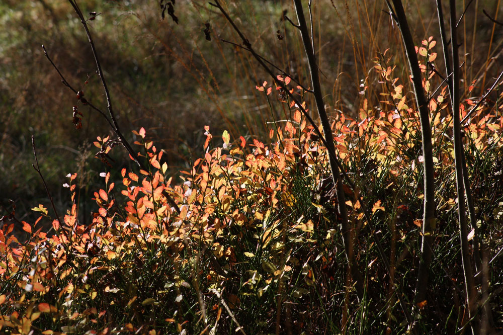 Farbenspiel des Herbstes