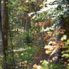 Farbenspiel im Bergwald