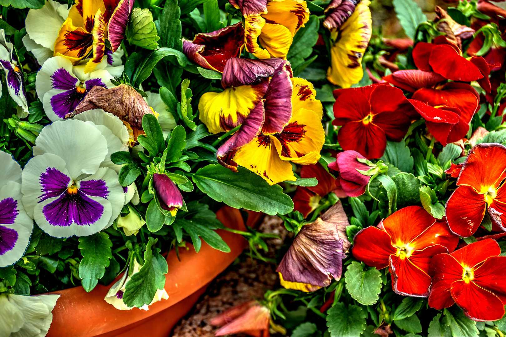 Farbenspiel im Blumentopf