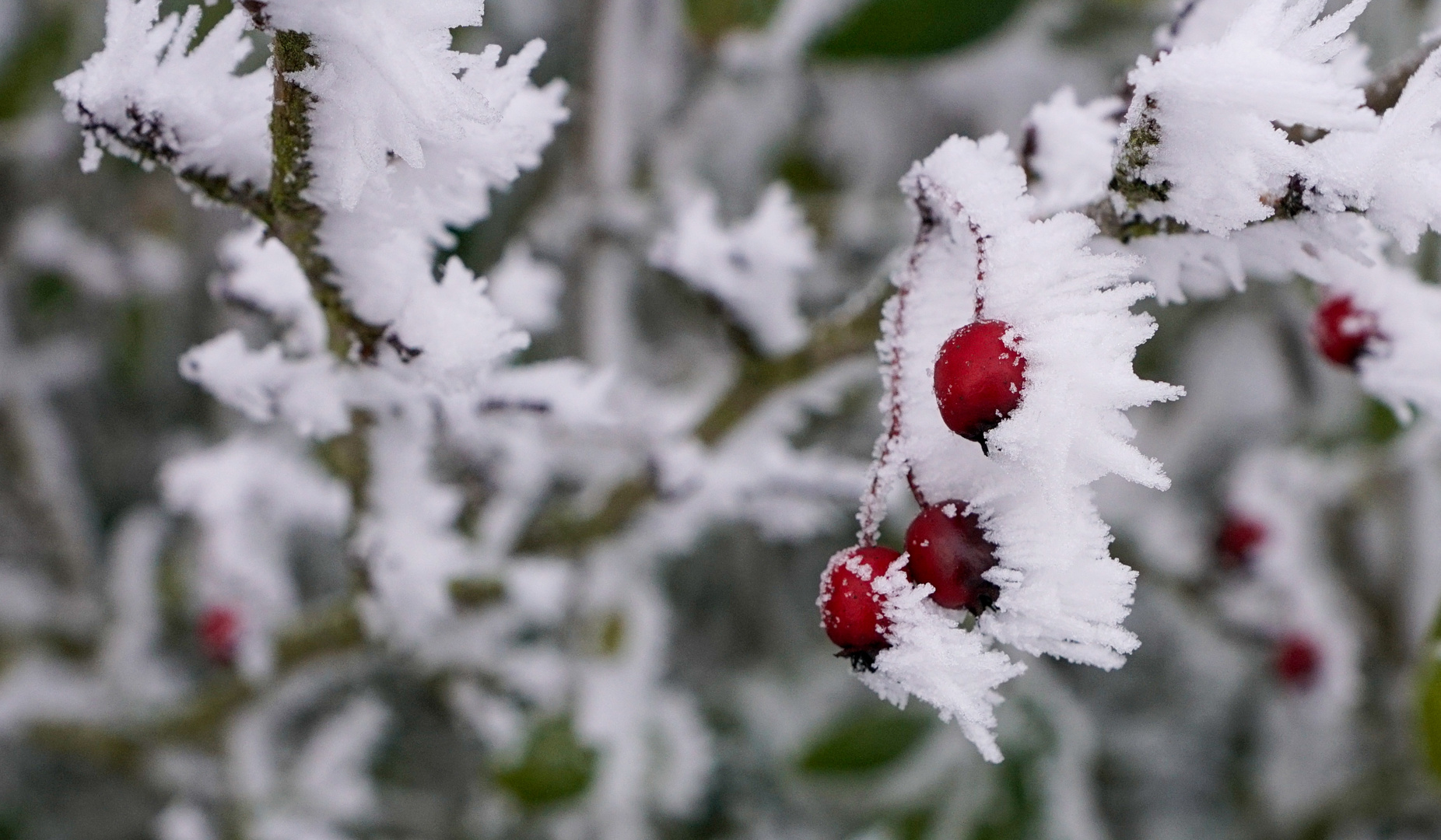 Farbenspiel im eisigen Winter 