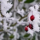 Farbenspiel im eisigen Winter 