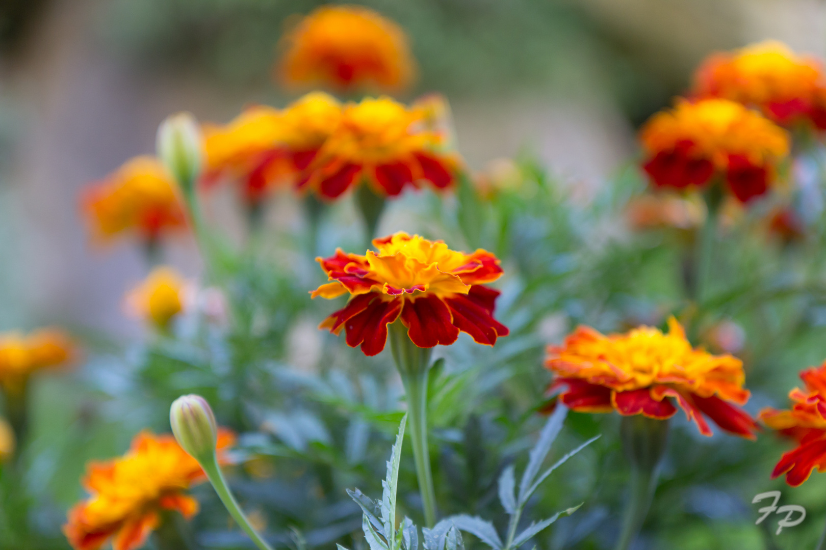 Farbenspiel im Garten