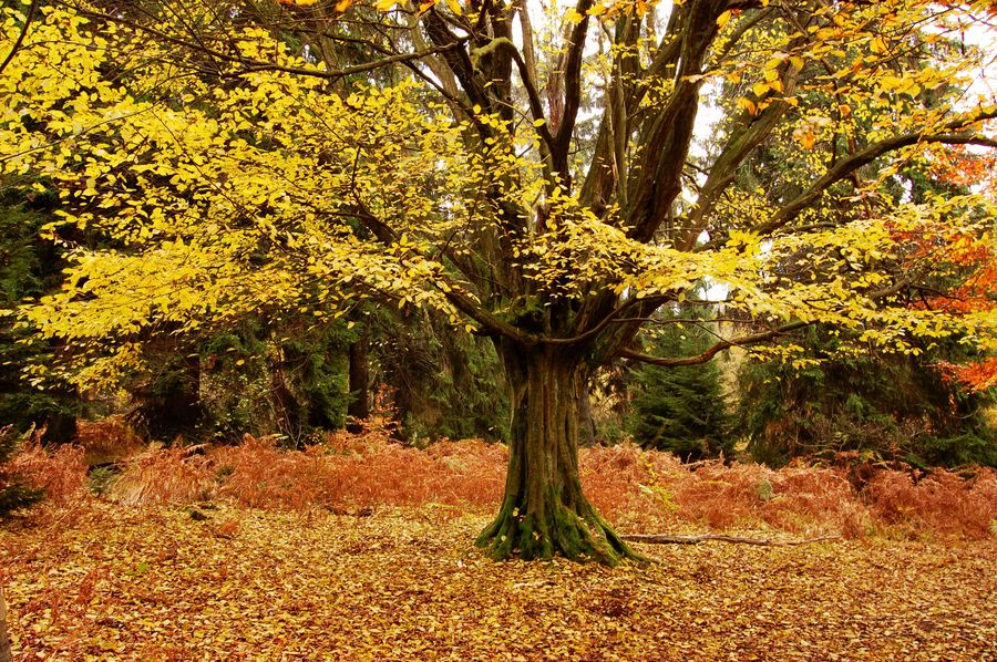 Farbenspiel im goldenen Herbst, Urwald Sababurg