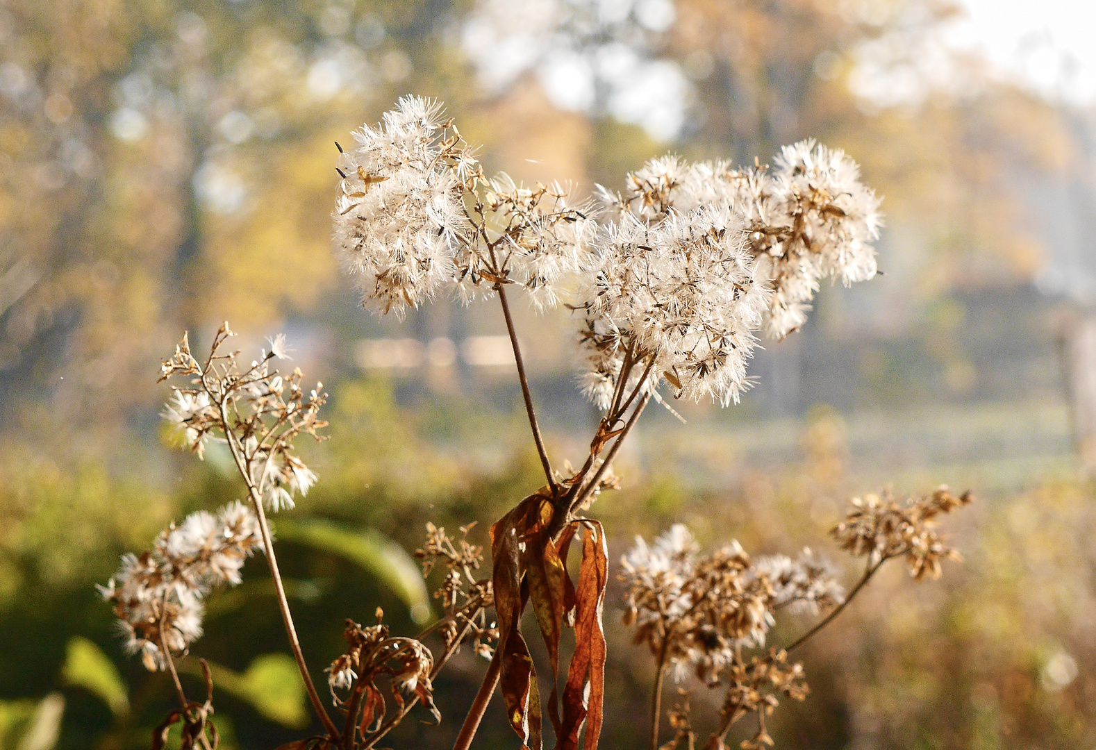 Farbenspiel im Herbst