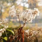 Farbenspiel im Herbst