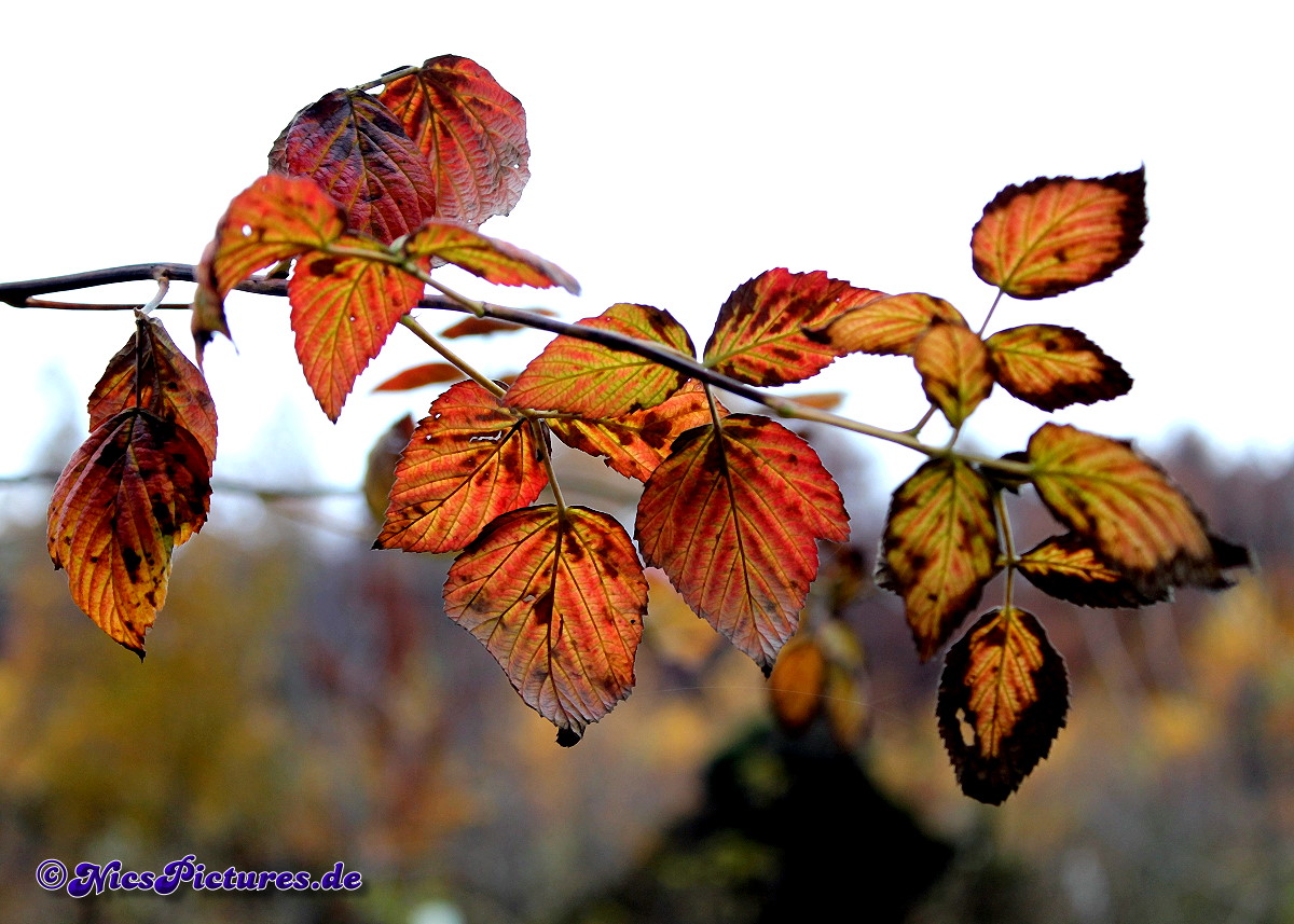 Farbenspiel im Herbst