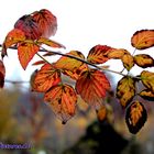 Farbenspiel im Herbst